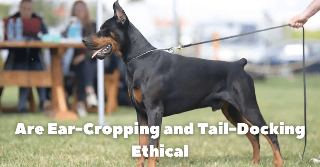 Are Ear-Cropping and Tail-Docking Ethical? Exploring the Controversy