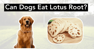 Can Dogs Eat Lotus Root