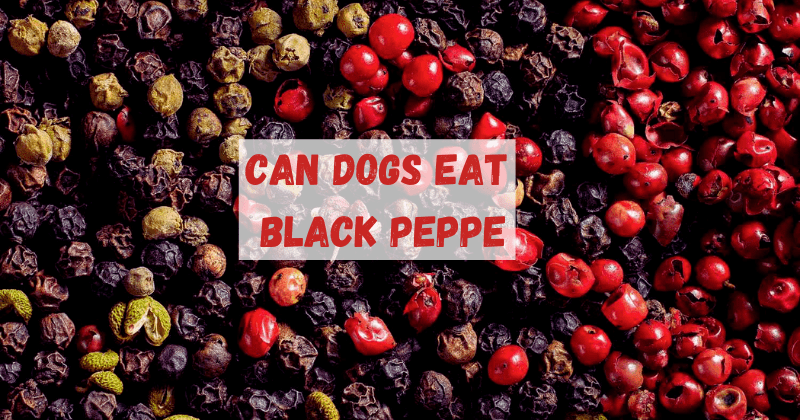 Can Dogs Eat Black Pepper