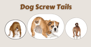 Dog Screw Tails