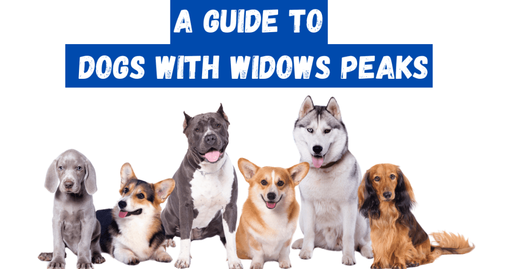 Dogs With Widows Peaks