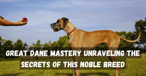 Great Dane