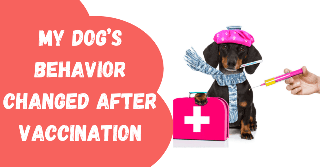 My Dogs Behavior Changed After Vaccination