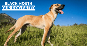 Black Mouth Cur Dog Breed Characteristics And care