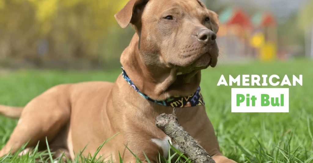 American Pit Bull Terrier