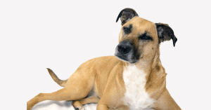 Black Mouth Cur Temperament: A Comprehensive Guide