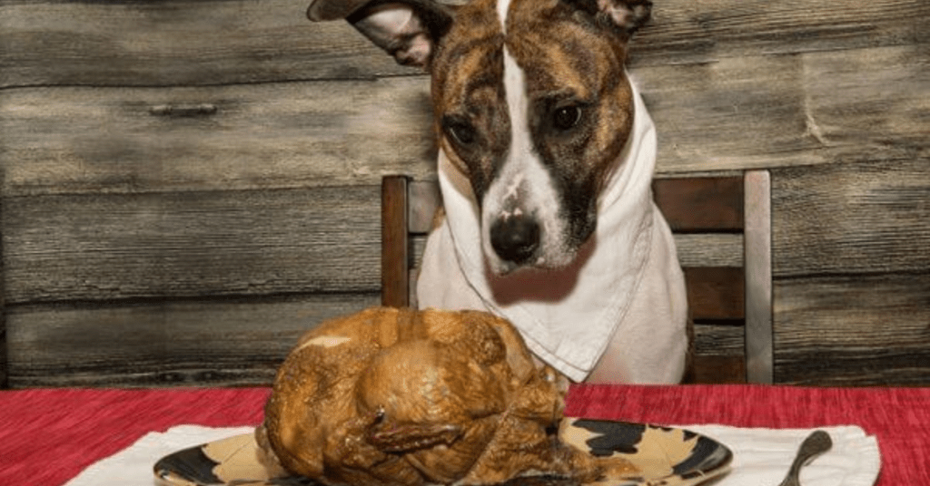 Can Dogs Eat Turkey