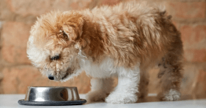 Dog Gorged on Dry Food