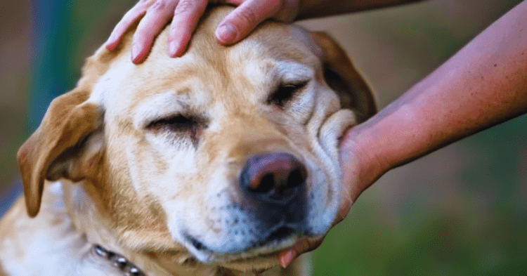 Why Dogs Enjoy Being Petted