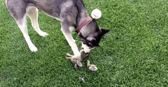 My Dog Caught a Baby Bunny