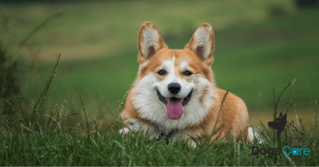 Are Corgis Good First Dogs