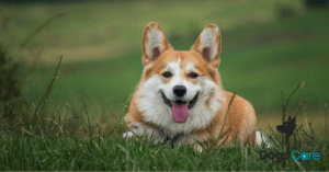 Are Corgis Good First Dogs