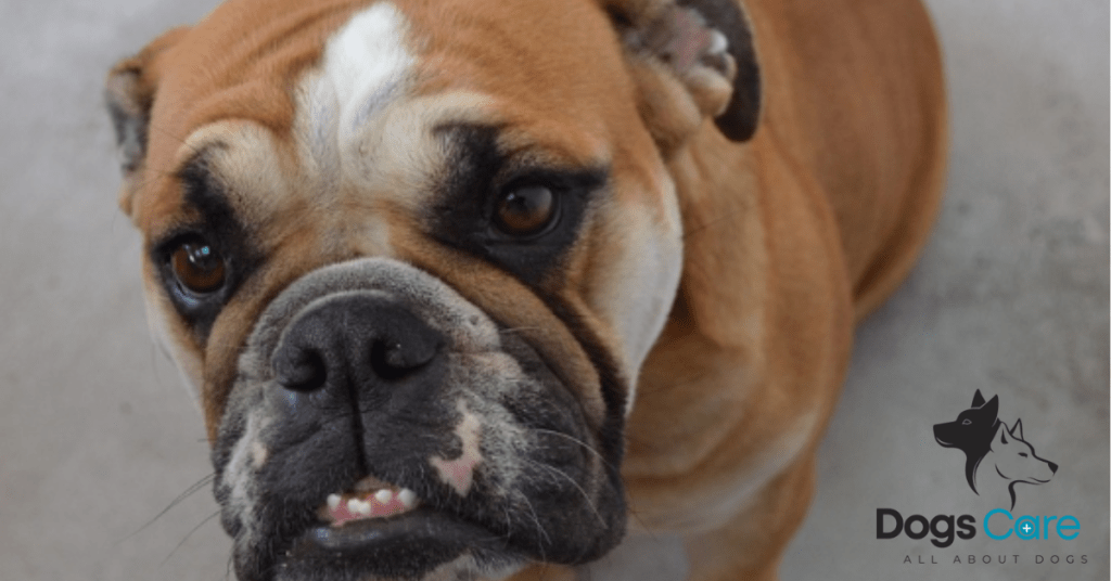 Bulldogs Are Ugly