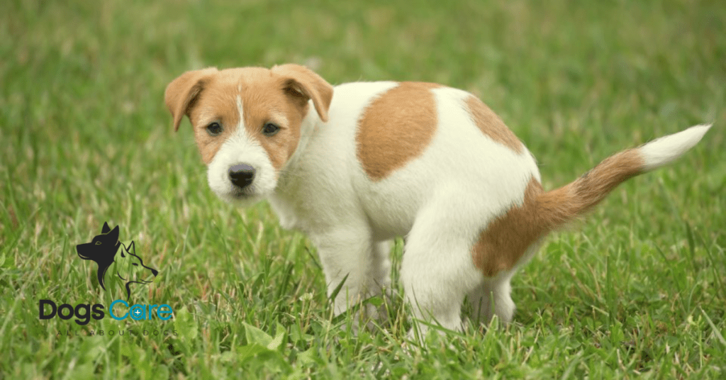 How Long Can Dogs Hold Their Poop