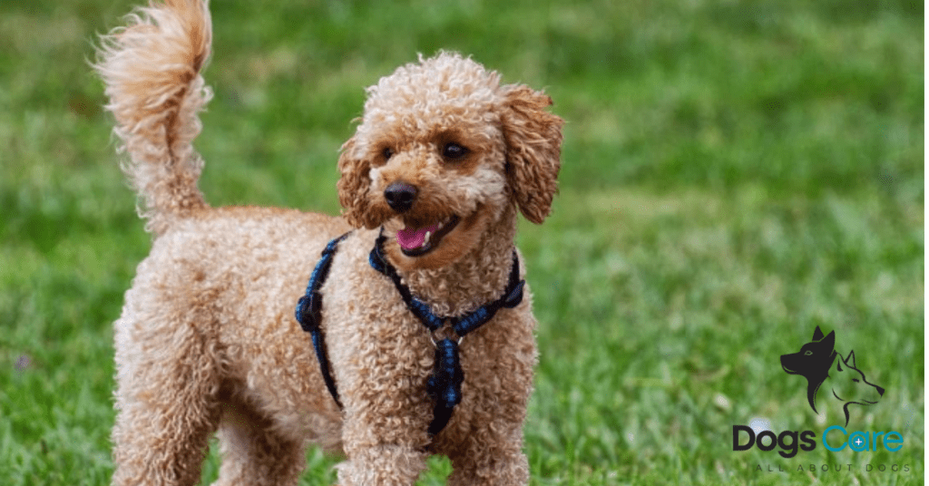 Poodle With Undocked Tail