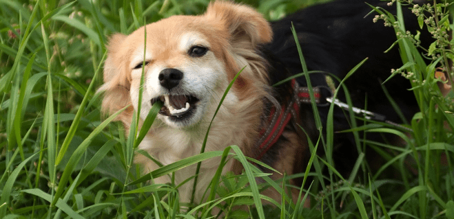 Why Do Dogs Eat Grass When Sick