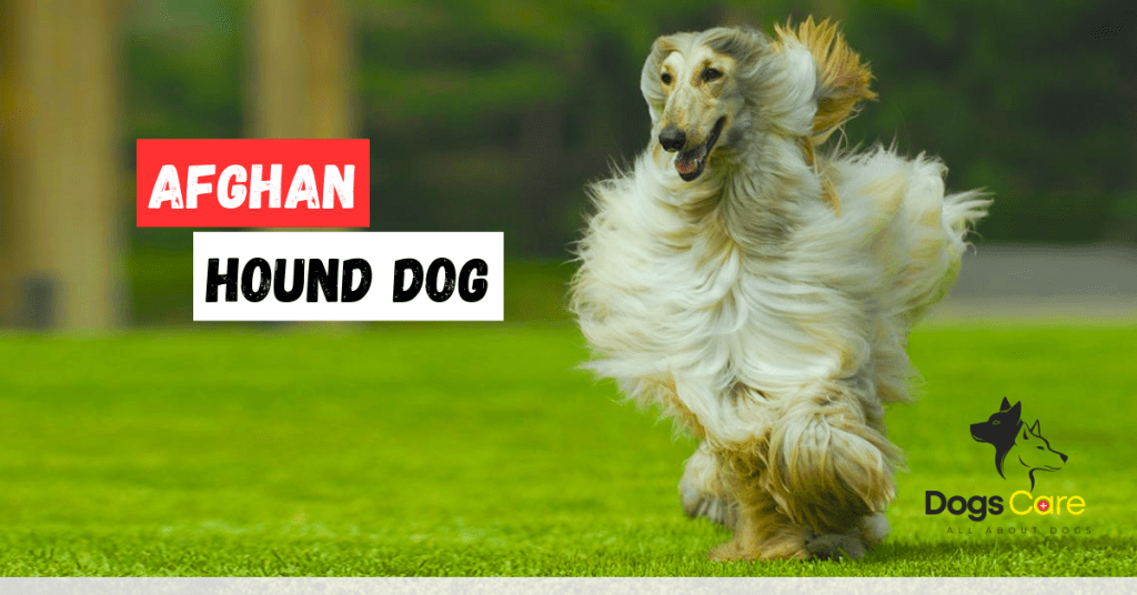 Afghan Hound Dog