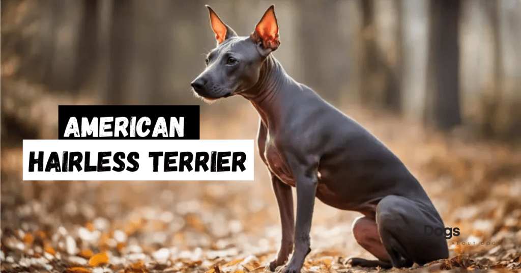 American Hairless Terrier