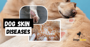 Dog Skin Diseases