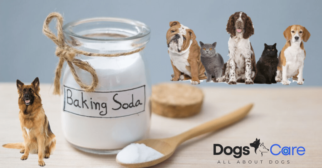 What to Do If Your Dog Eats Baking Soda