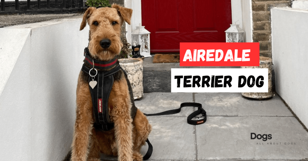 airedale terrier