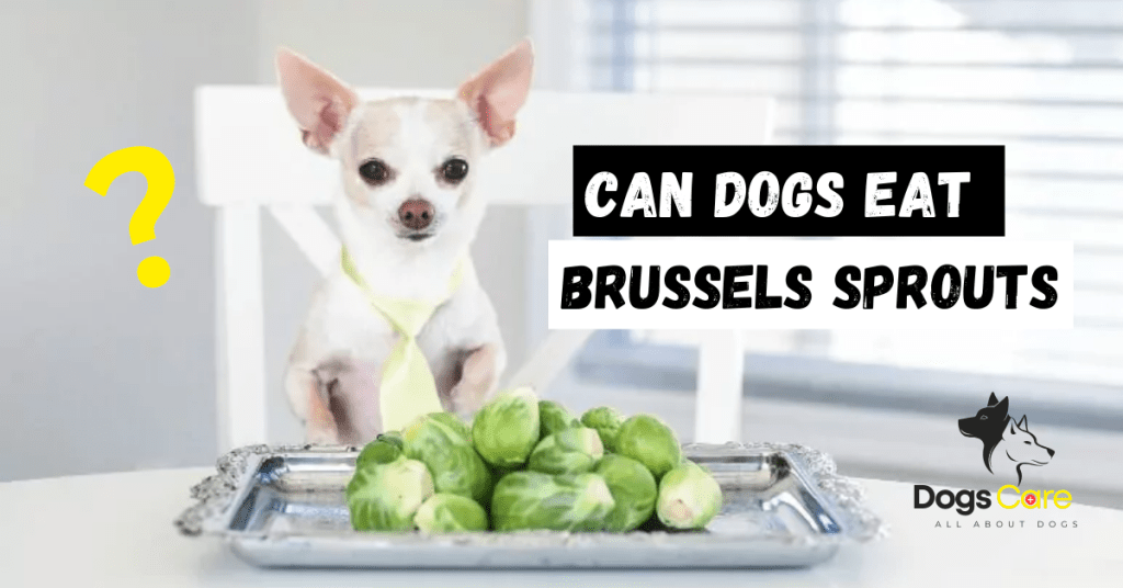 can dogs eat brussels sprouts