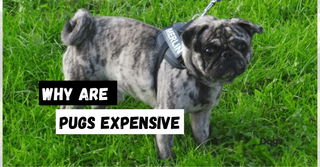 why are pugs expensive