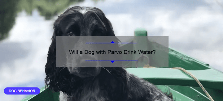 Will a Dog with Parvo Drink Water?