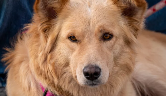 Golden Shepherd Dog Breed Characteristics and Care